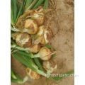 Tailles 5.0-7.0cm New Crop Yellow Onion